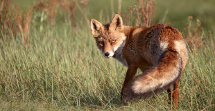Renard roux, un mal aimé pourtant utile